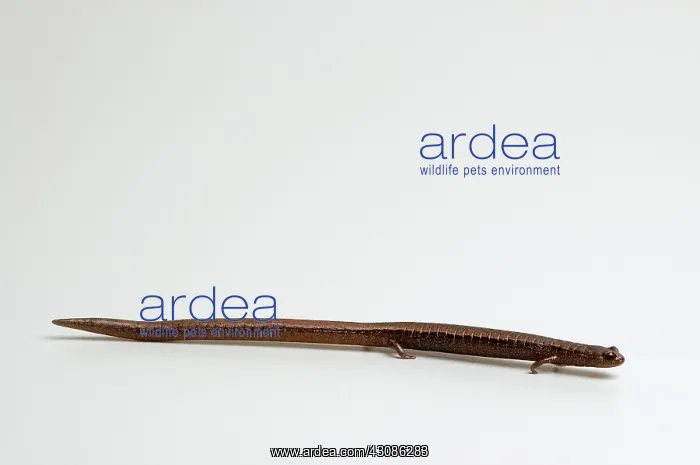 : California Slender Salamander : California Slender Salamander
