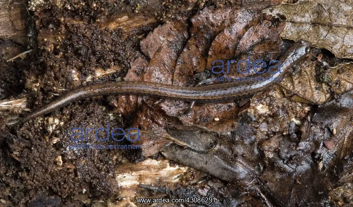 : California Slender Salamander : California Slender Salamander