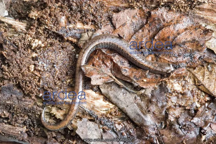 : California Slender Salamander : California Slender Salamander