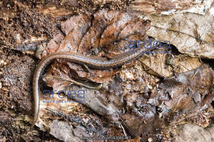 : California Slender Salamander : California Slender Salamander