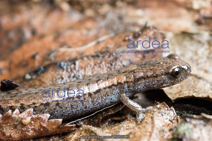 : California Slender Salamander : California Slender Salamander