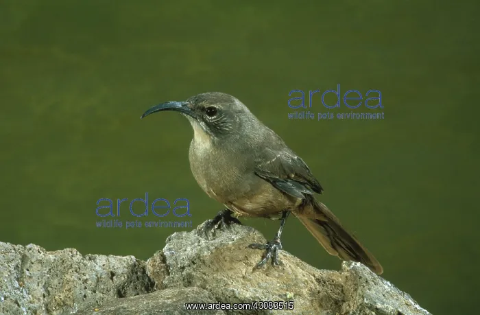 : California Thrasher : California Thrasher