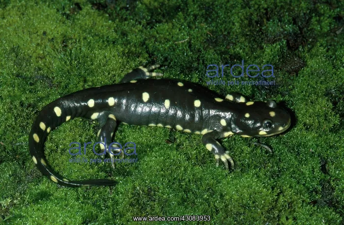 : California Tiger Salamander : California Tiger Salamander