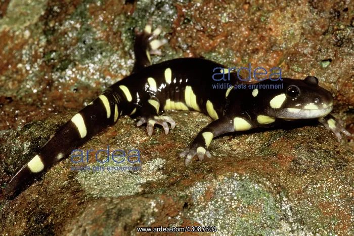 : California Tiger Salamander : California Tiger Salamander