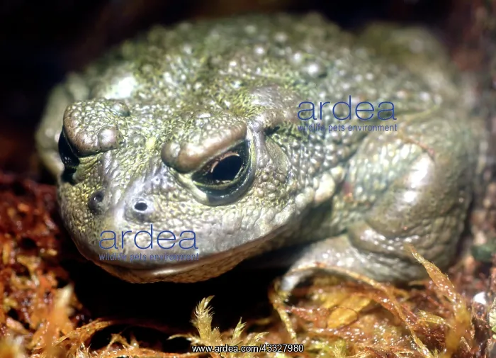 : California Toad : California Toad