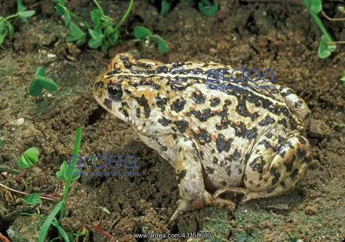  : California Toad (Bufo boreas halophilus)