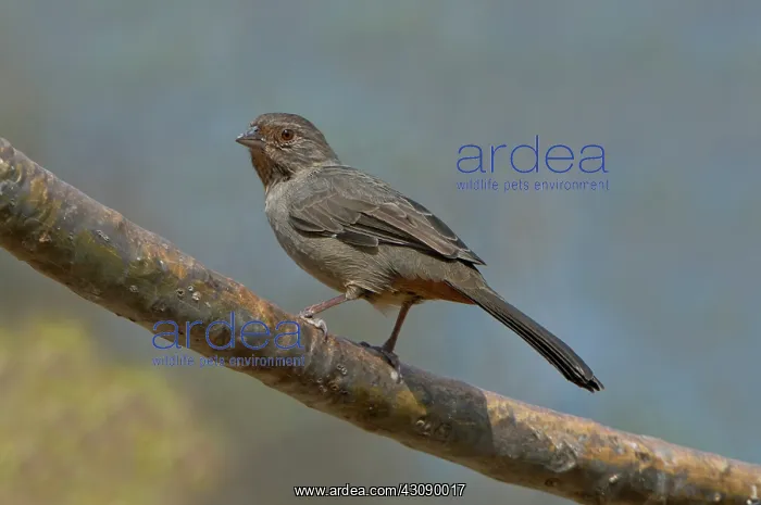 : California Towhee : California Towhee