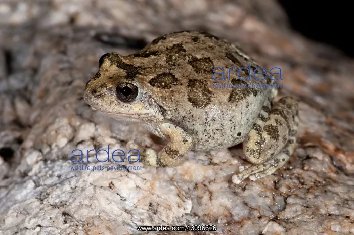 : California Treefrog : California Treefrog