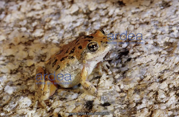: California Treefrog (Pseudacris cadaverina) : California Treefrog (Pseudacris cadaverina)