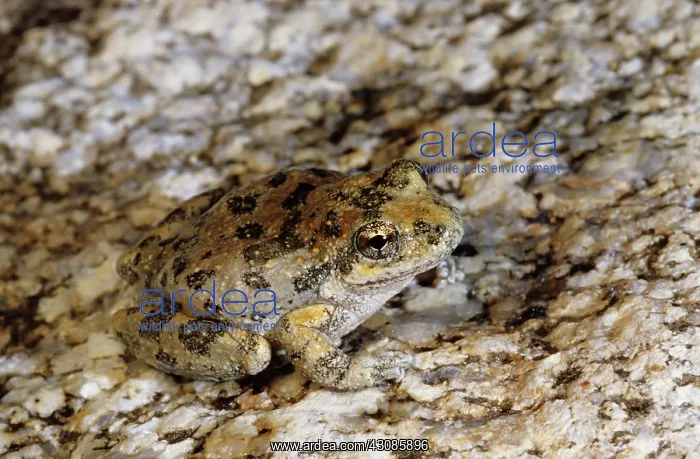  : California Treefrog (Pseudacris cadaverina)