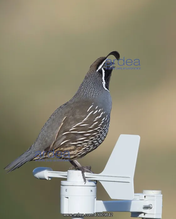 : California Valley Quail : California Valley Quail
