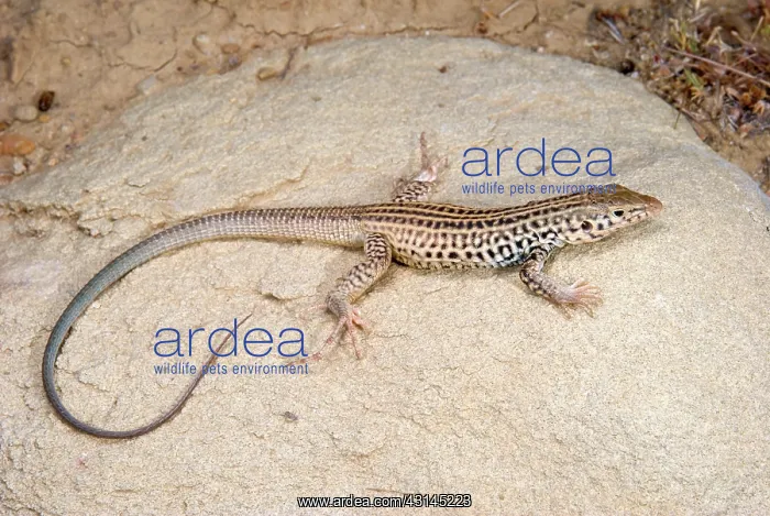 : California Whiptail Lizard : California Whiptail Lizard