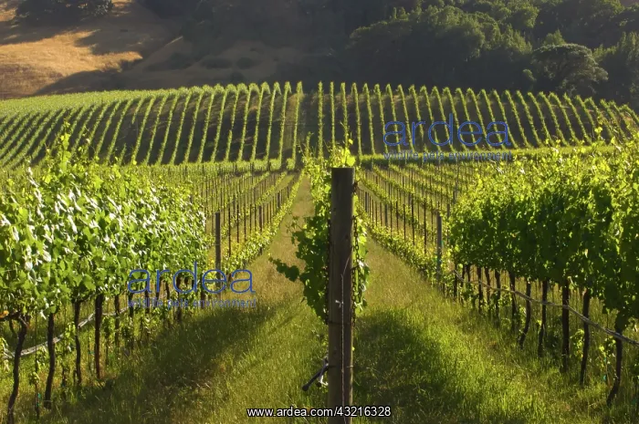 : California wine grape vineyard : California wine grape vineyard