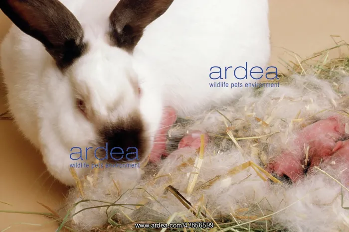 : Californian Chocolate RABBIT - with babies : Californian Chocolate RABBIT - with babies