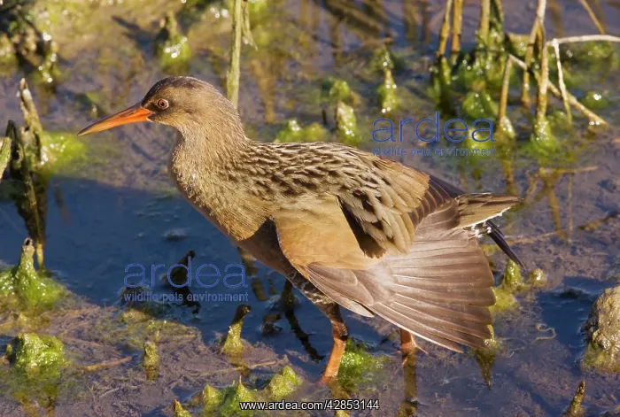 : Californian Clapper Rail : Californian Clapper Rail