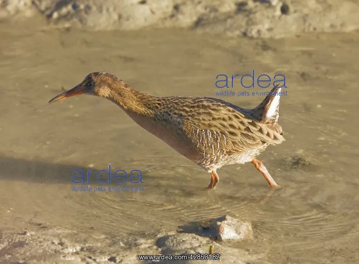 : Californian Clapper Rail : Californian Clapper Rail