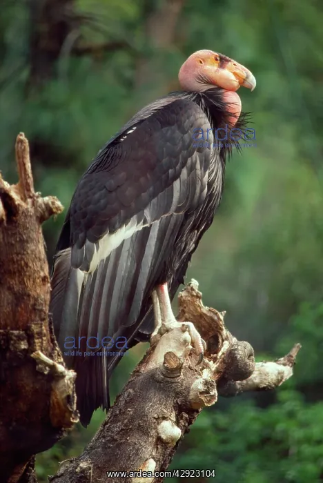 : CALIFORNIAN CONDOR : CALIFORNIAN CONDOR