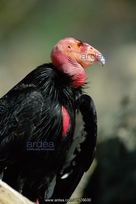 : Californian CONDOR : Californian CONDOR