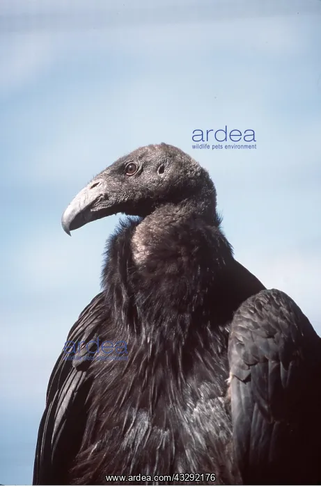 : CALIFORNIAN CONDOR : CALIFORNIAN CONDOR