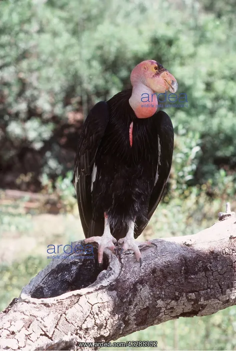 : CALIFORNIAN CONDOR - on branch : CALIFORNIAN CONDOR - on branch