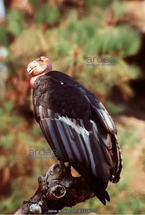 : CALIFORNIAN CONDOR - on branch : CALIFORNIAN CONDOR - on branch