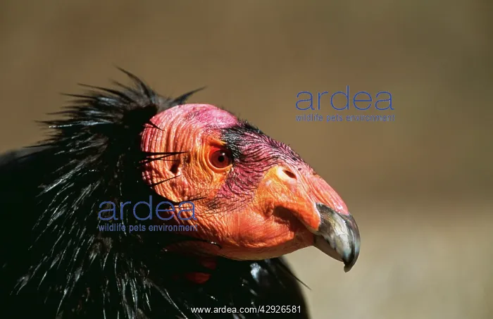 : Californian CONDOR - close-up of face : Californian CONDOR - close-up of face