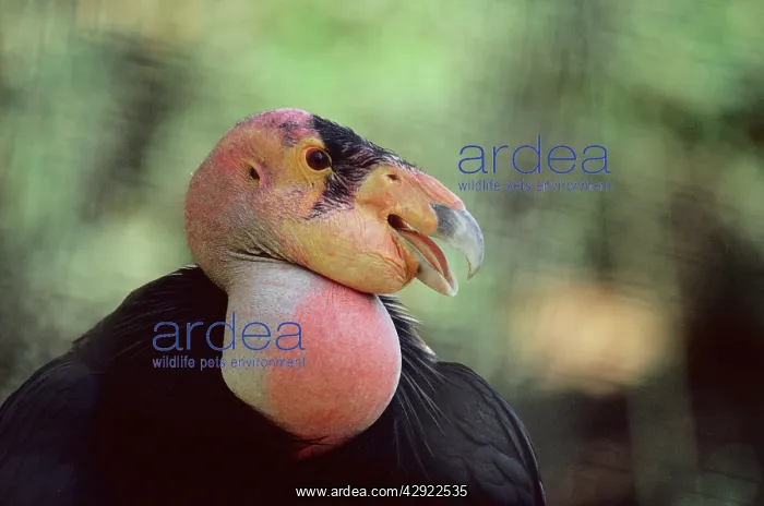 : Californian CONDOR - close-up of head : Californian CONDOR - close-up of head