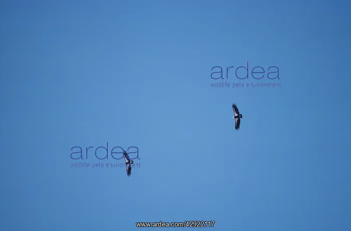 : Californian CONDOR- two in flight : Californian CONDOR- two in flight