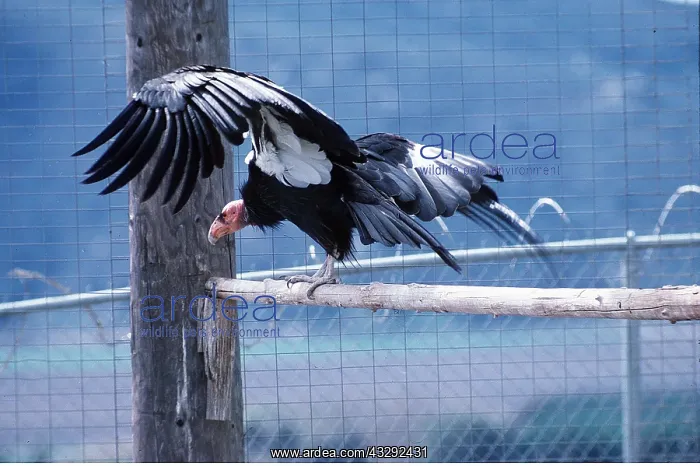 : CALIFORNIAN CONDOR - in flight : CALIFORNIAN CONDOR - in flight