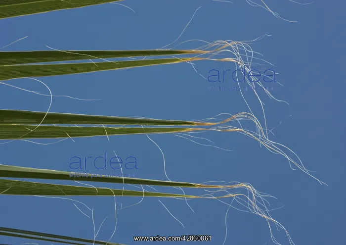 : Californian / Desert Fan Palm - leaves : Californian / Desert Fan Palm - leaves