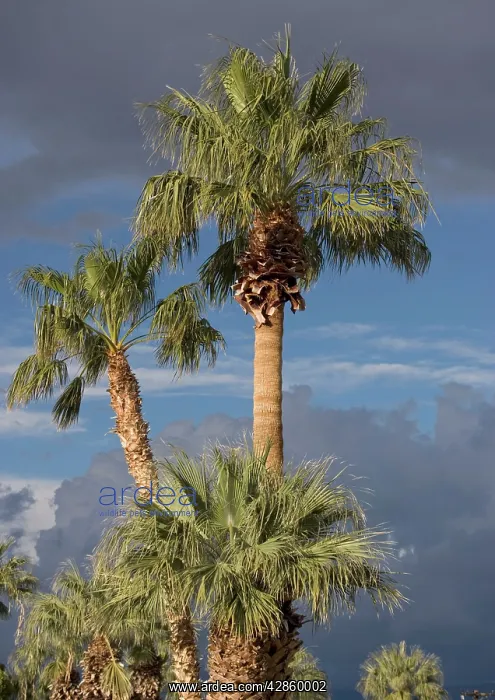 : Californian / Desert Fan Palms : Californian / Desert Fan Palms