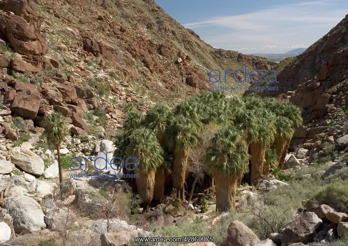 : Californian / Desert Fan Palms : Californian / Desert Fan Palms