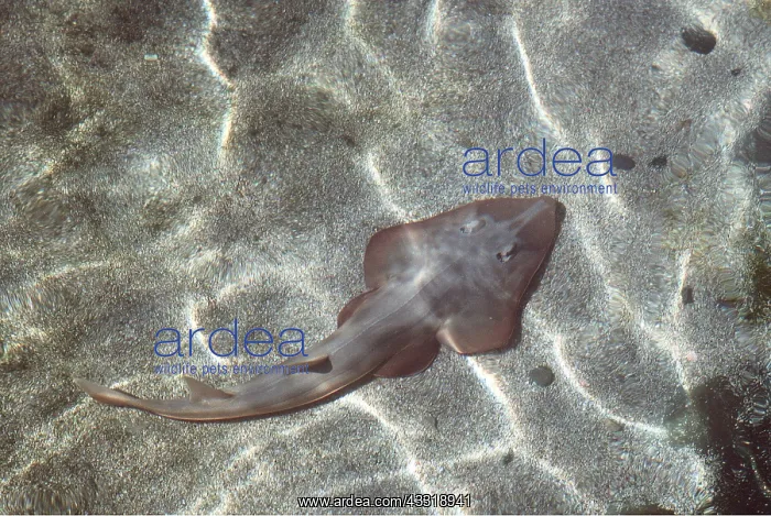 : Californian Guitar Fish : Californian Guitar Fish