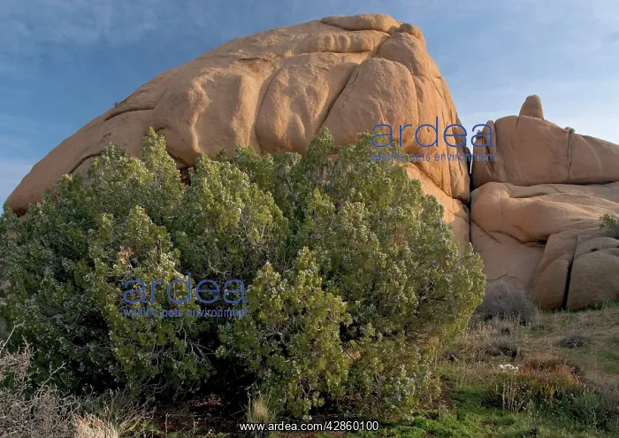 : Californian Juniper Bush - with immature fruit : Californian Juniper Bush - with immature fruit