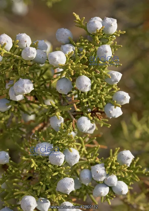 : Californian Juniper Bush - with immature fruit. On granite : Californian Juniper Bush - with immature fruit. On granite