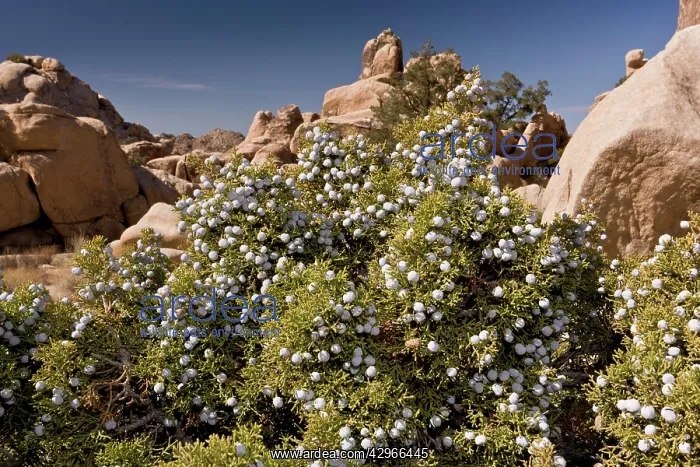 : Californian Juniper - in fruit : Californian Juniper - in fruit