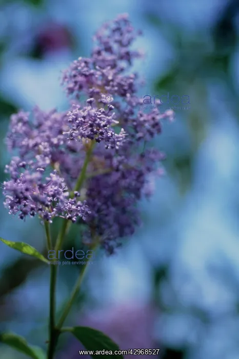 : Californian Lilac : Californian Lilac