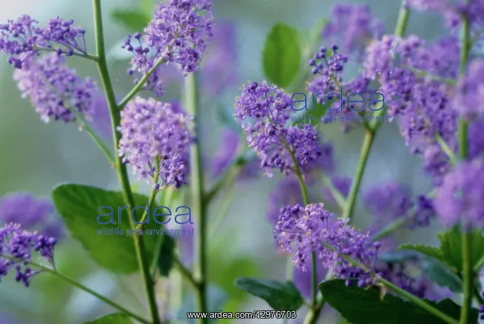: Californian Lilac : Californian Lilac
