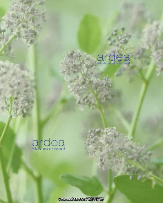 : Californian Lilac : Californian Lilac