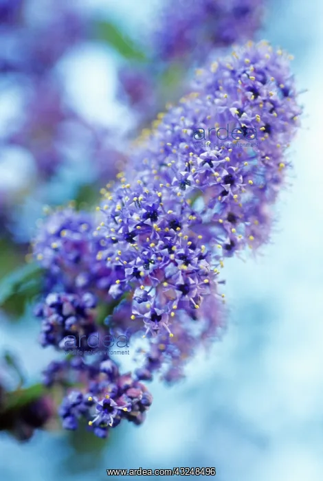 : Californian Lilac : Californian Lilac