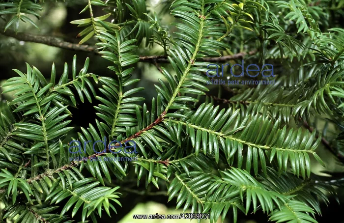 : Californian NUTMEG leaves : Californian NUTMEG leaves