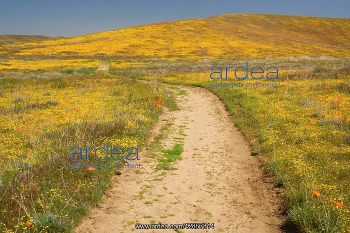 : Californian Poppies and Goldfields (Lasthenia californica) : Californian Poppies and Goldfields (Lasthenia californica)