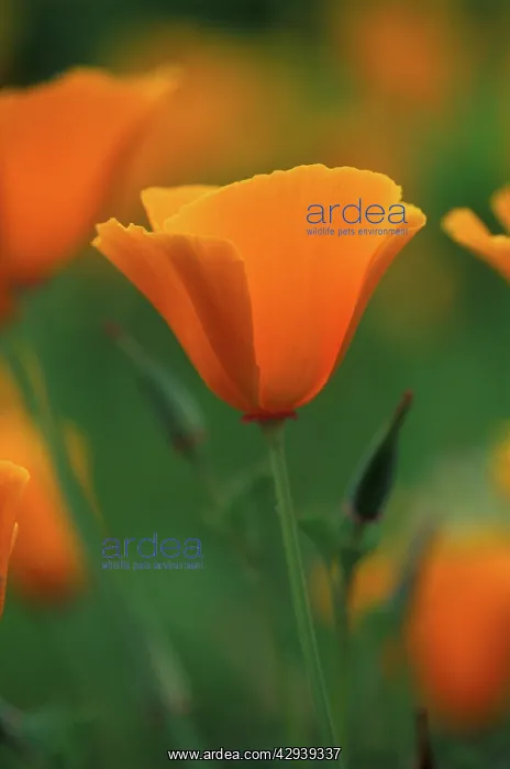 : Californian Poppy - annual - May : Californian Poppy - annual - May