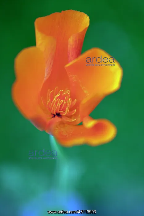 : Californian poppy, Eschscholzia californica, Looking : Californian poppy, Eschscholzia californica, Looking