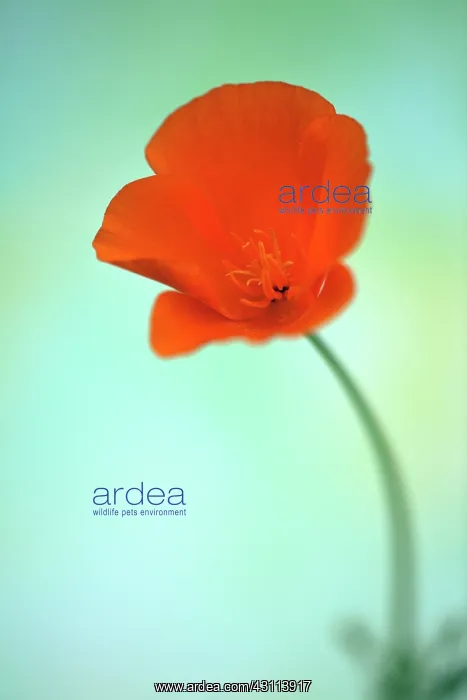 : Californian poppy, Eschscholzia californica, Looking : Californian poppy, Eschscholzia californica, Looking