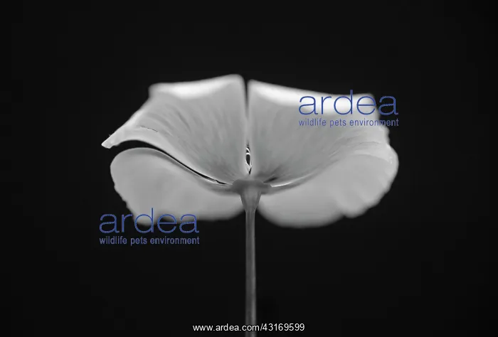 : Californian poppy, Eschscholzia californica, side on view wi : Californian poppy, Eschscholzia californica, side on view wi