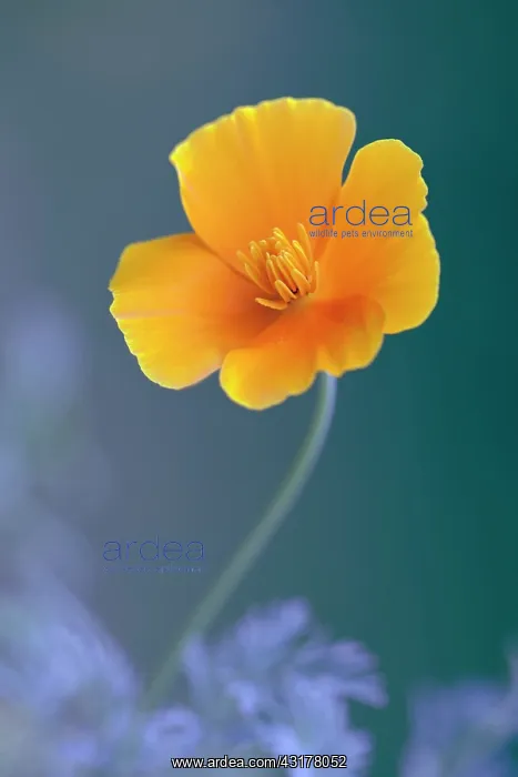 : Californian poppy, Eschscholzia californica, Front : Californian poppy, Eschscholzia californica, Front
