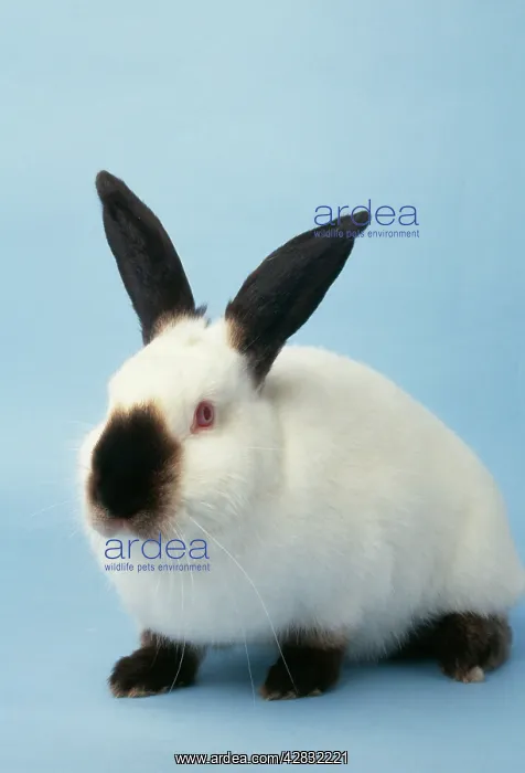 : CALIFORNIAN RABBIT : CALIFORNIAN RABBIT