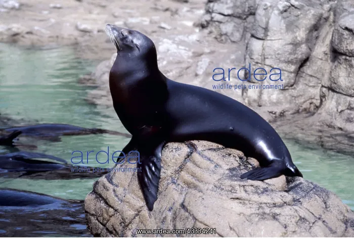 : CALIFORNIAN SEALION - on rock : CALIFORNIAN SEALION - on rock