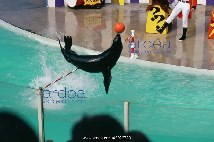 : Californian Sealion - trained, leaping barrier : Californian Sealion - trained, leaping barrier